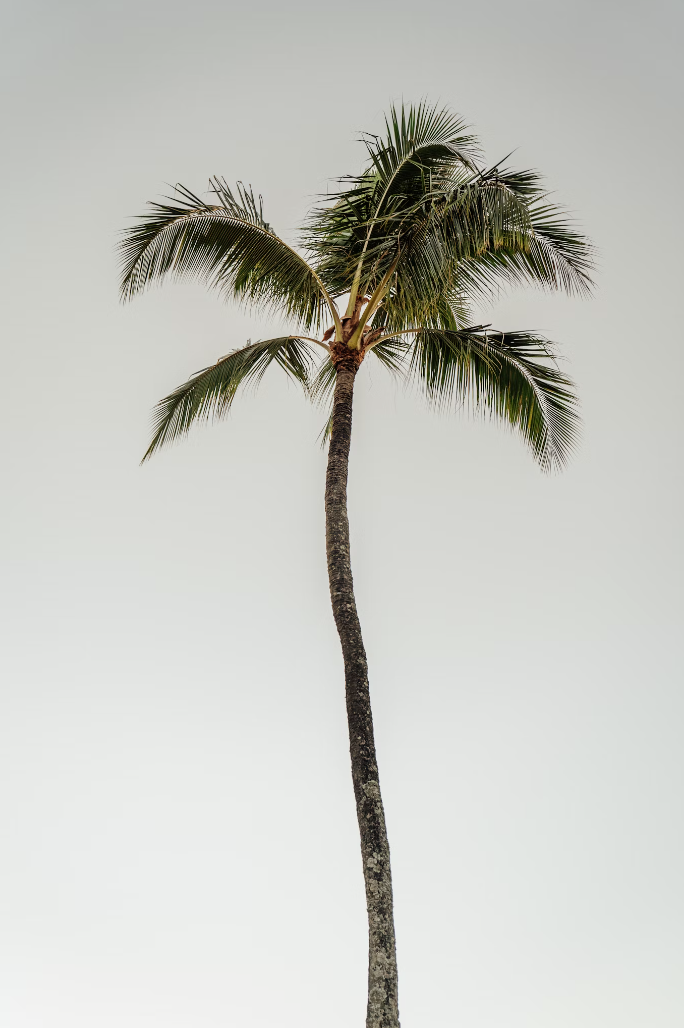 Palm Tree